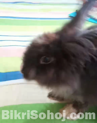 Gaint Angora Rabbit Exhibition